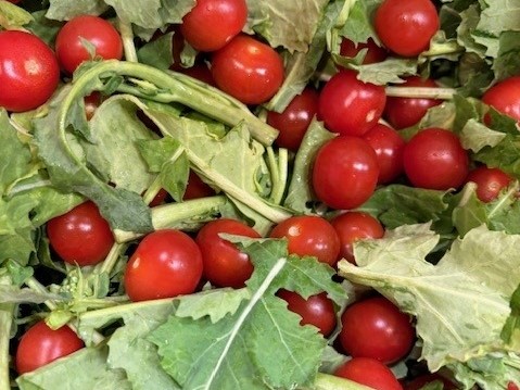 オリエンタルランド北杜農園のミニトマトを農園近郊施設に提供しています