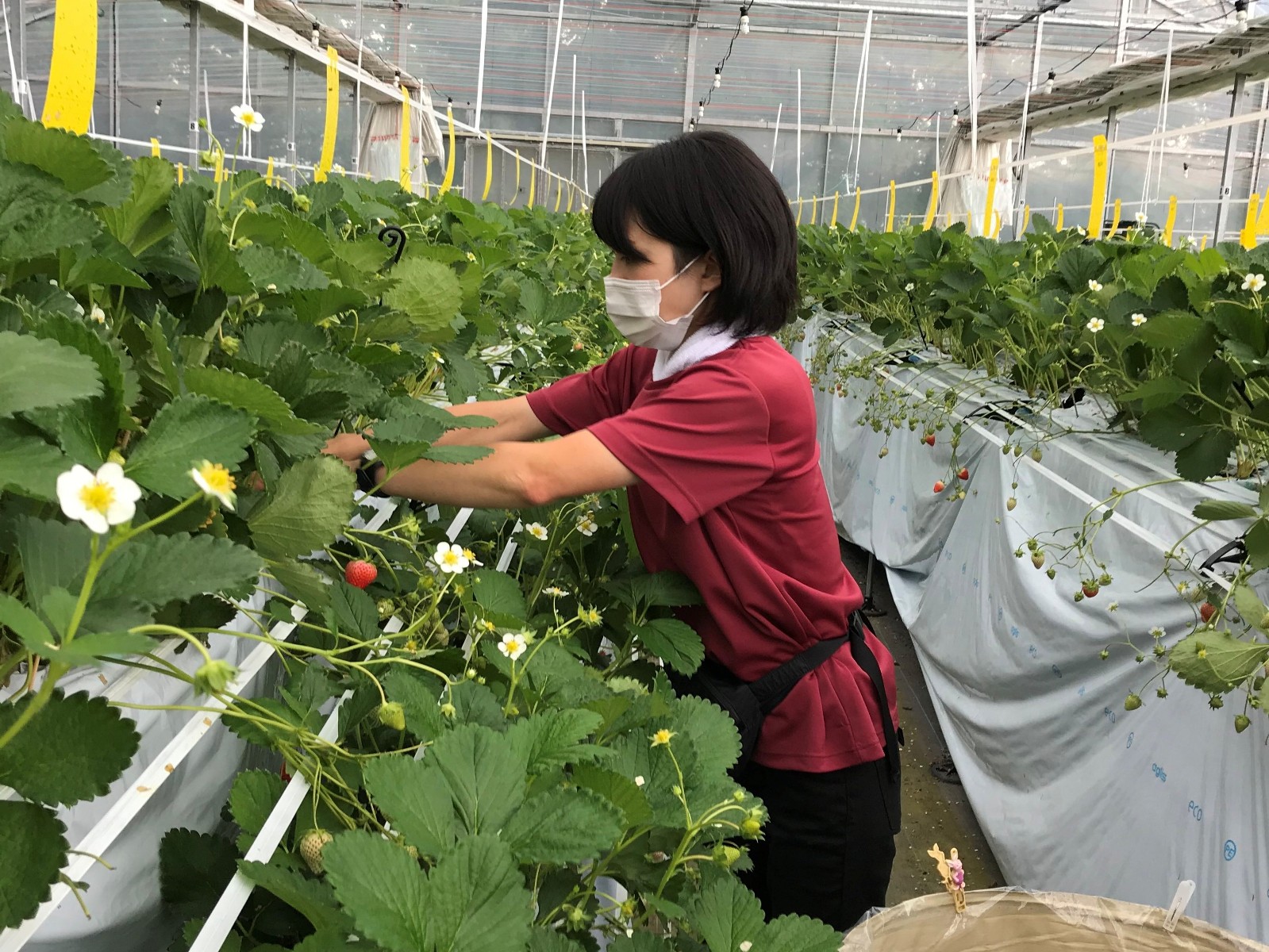 ハウス内での作業の様子